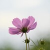 雨上がりの夕暮れ～秋桜 Ⅱ