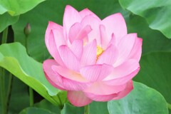 蓮の花