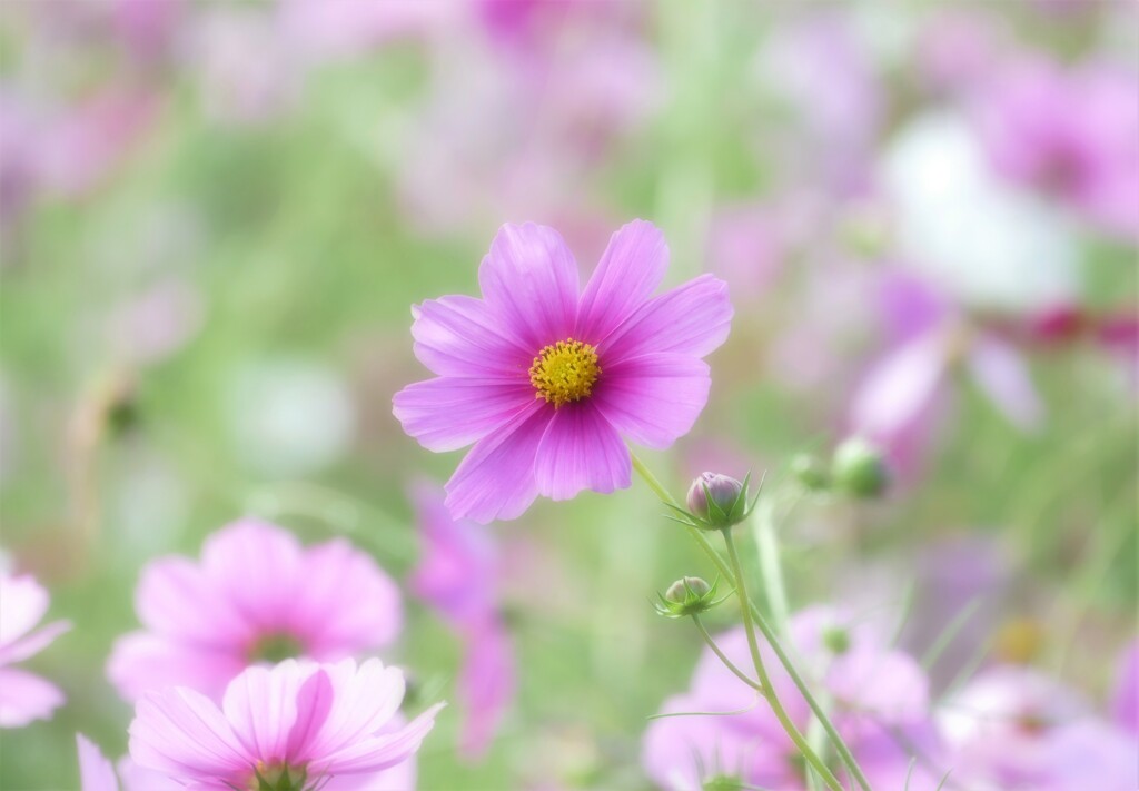 雨上がりの秋桜