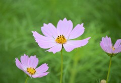 本日の秋桜 Ⅳ
