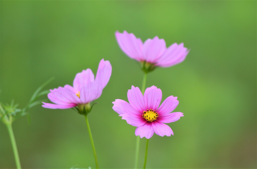 本日の秋桜 Ⅱ