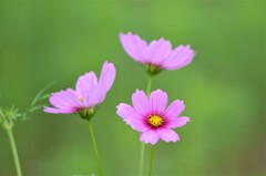 本日の秋桜 Ⅱ
