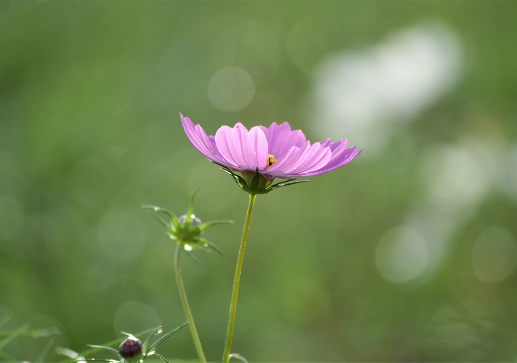 雨上がりの夕暮れ～秋桜 Ⅳ