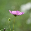 雨上がりの夕暮れ～秋桜 Ⅳ