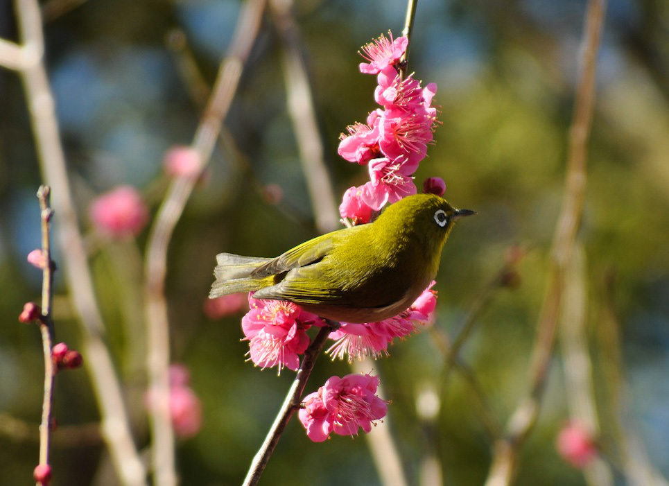 梅の花にメジロ 2