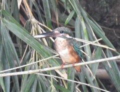 カワセミ幼鳥の朝ごはん