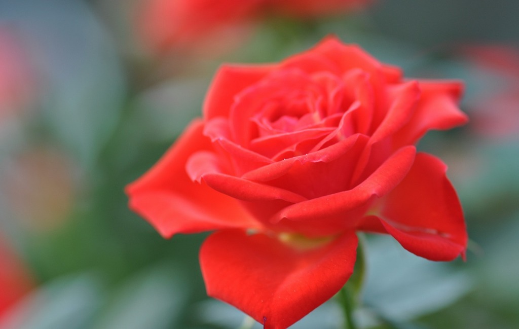 RED ROSE