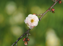 梅の花 1