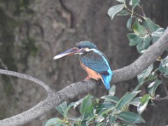 カワセミ 朝ごはんⅡ