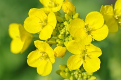 黄と緑の世界～菜の花