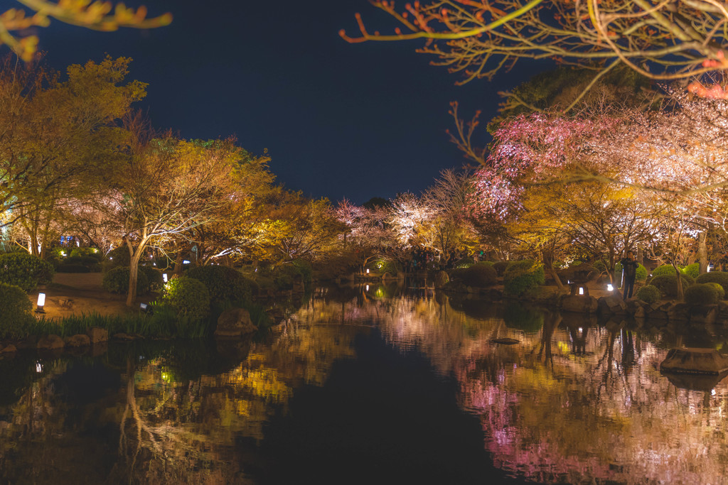 東寺の夜桜②