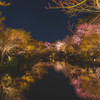 東寺の夜桜②