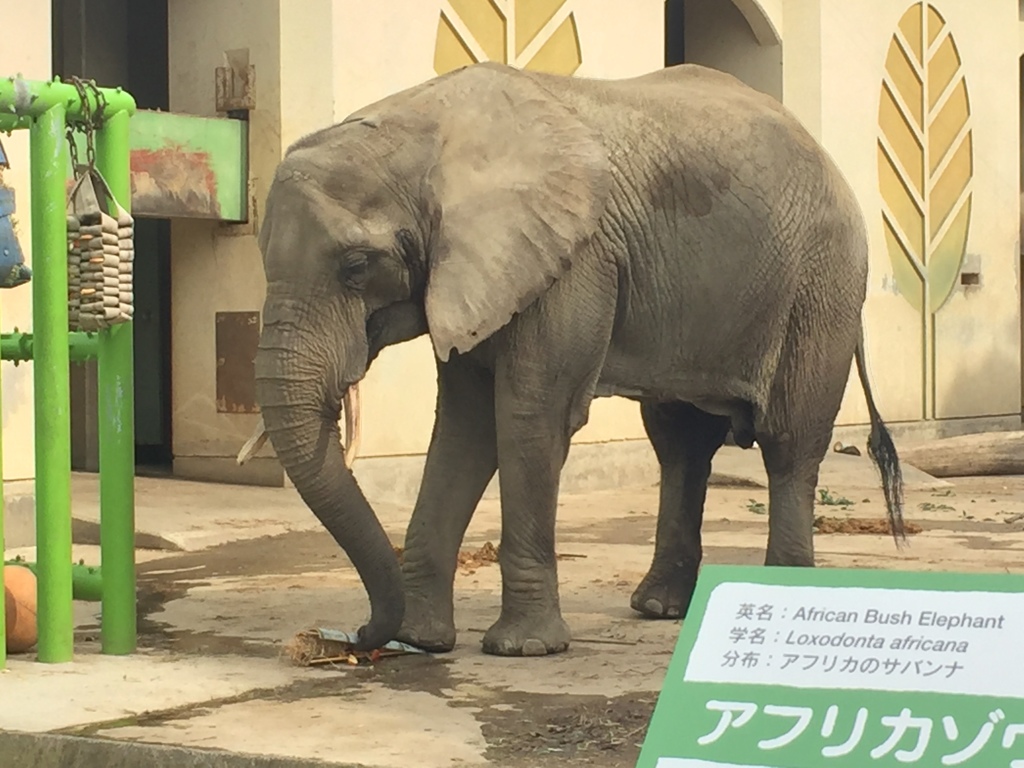 ゾウ