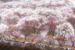 いなば梅林公園