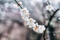いなば梅