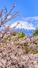 富士山と桜