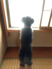 クララ