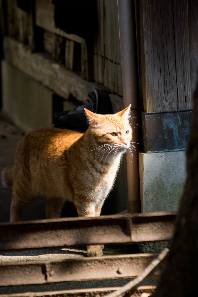 風格