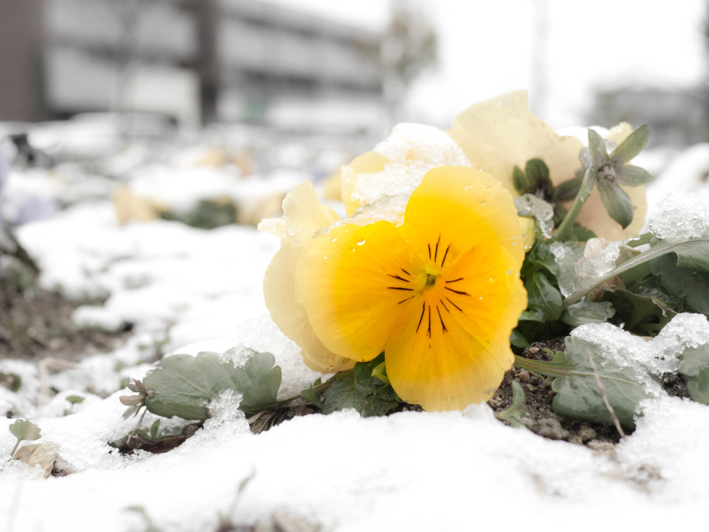 雪ニモマケズ