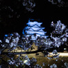 夜桜
