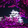 輝く桜と姫路城