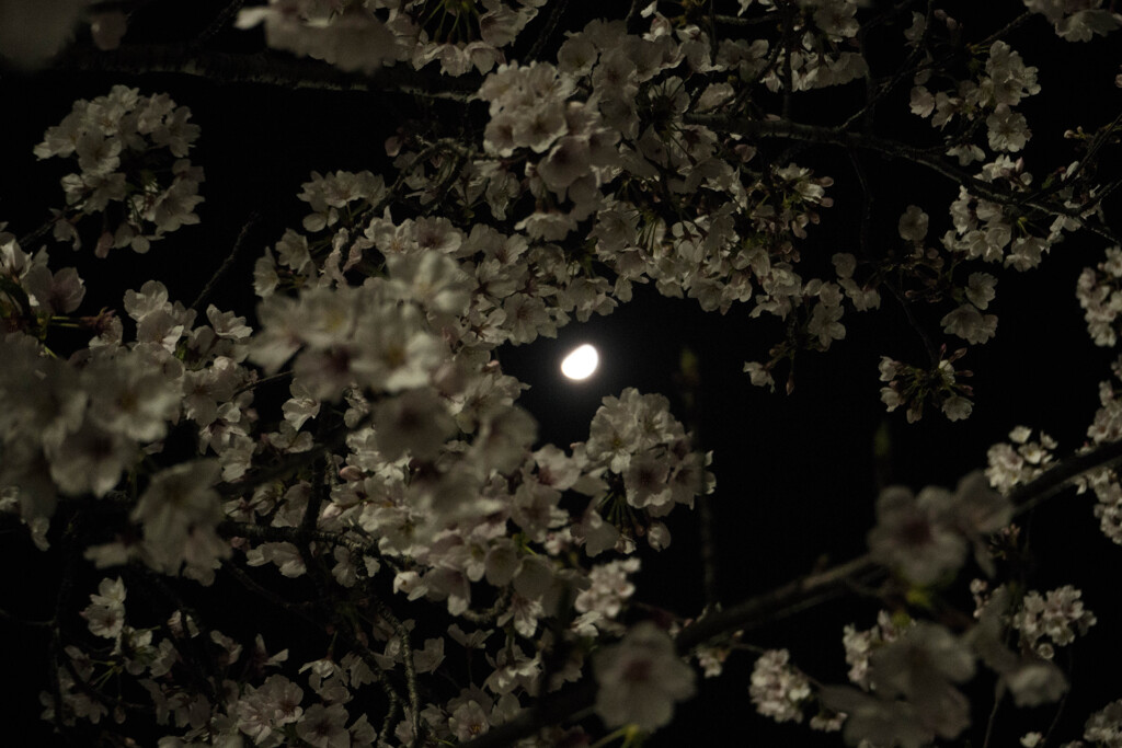 渦桜