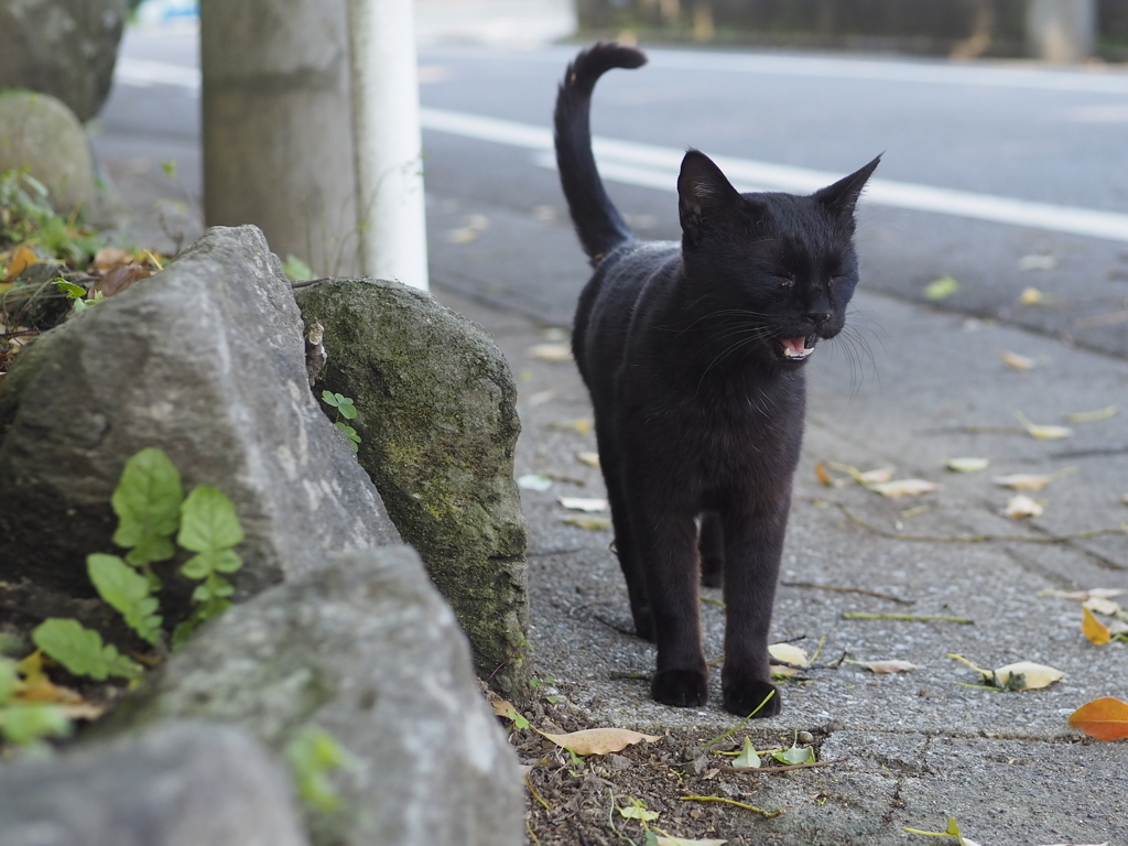 あくび猫