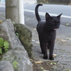 あくび猫