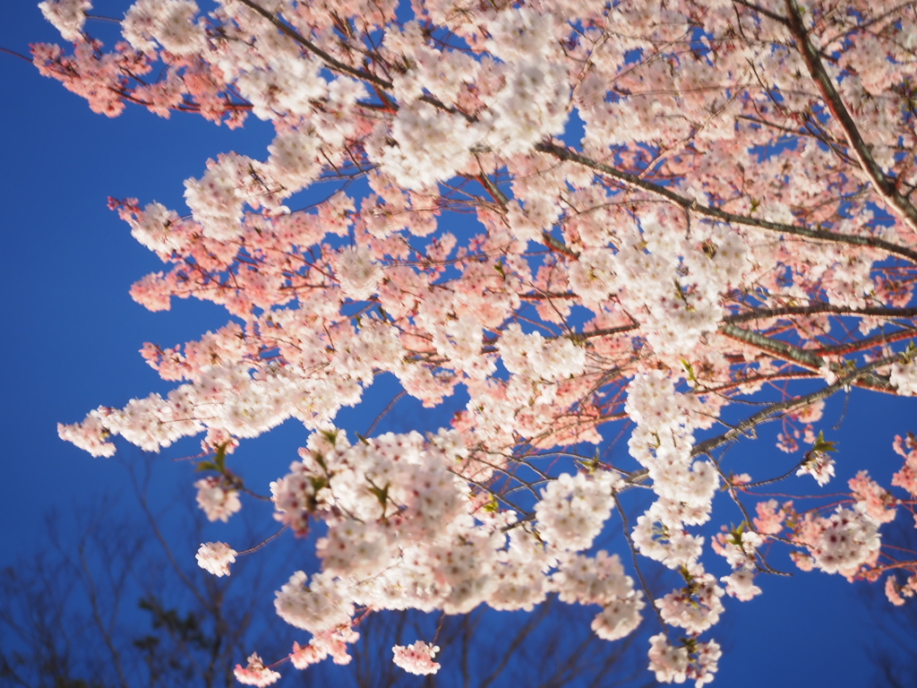 白桜