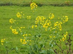 菜の花