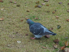 鳩