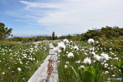田代山のワタスゲ