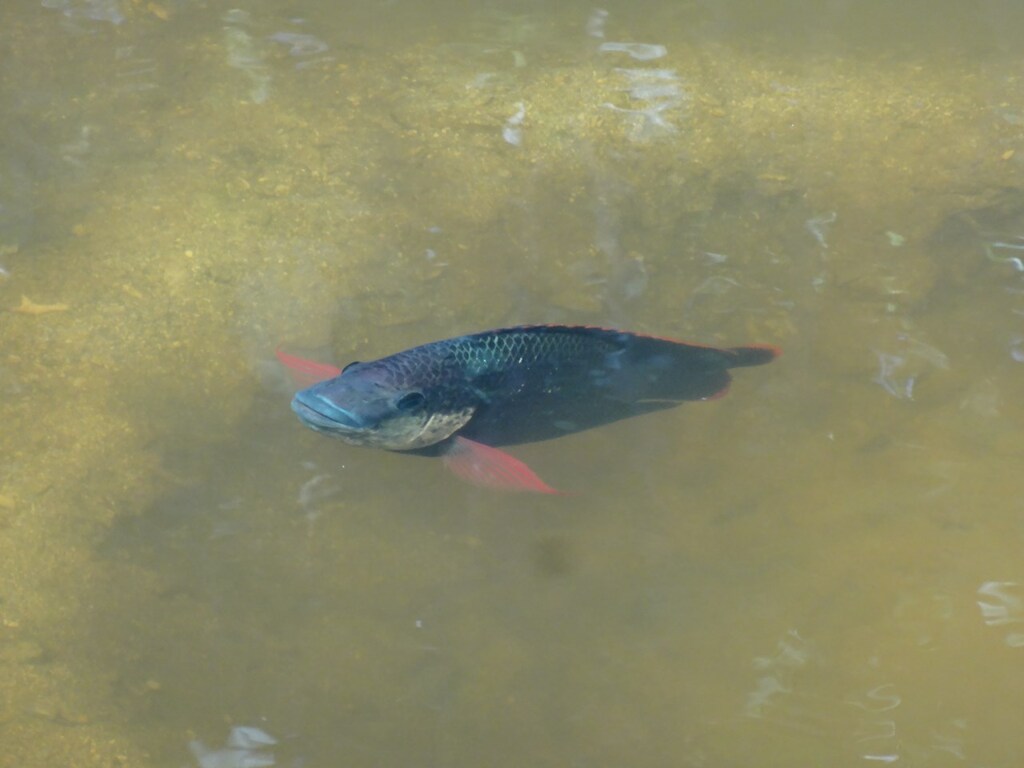 今日も元気かい？