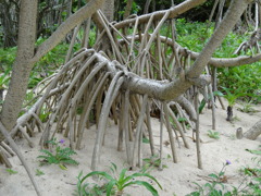 石垣島の木