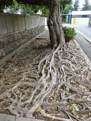 石垣島の木