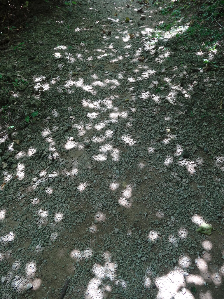 花びら