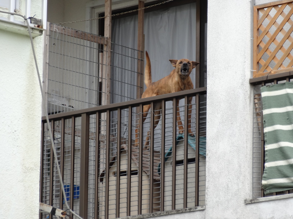 石垣島の犬
