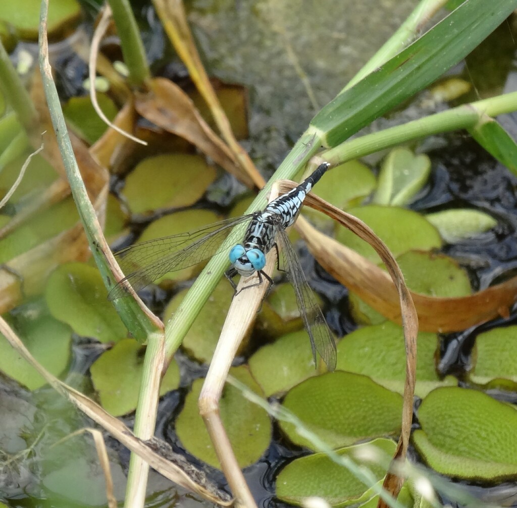 コシブトトンボ♂