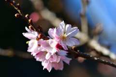 梅の花 4
