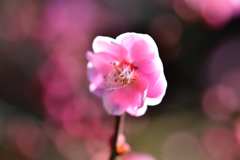 梅の花 2