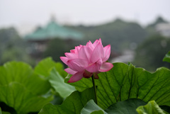 不忍池の蓮