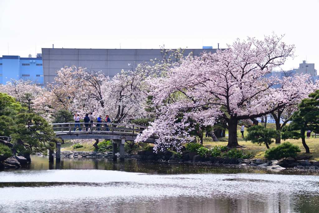 桜14