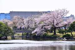 桜14
