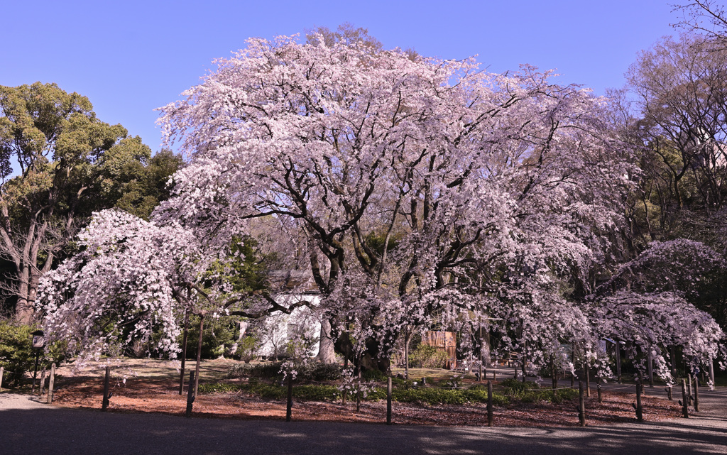枝垂れ桜