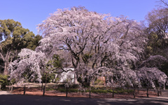 枝垂れ桜
