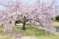 桜11