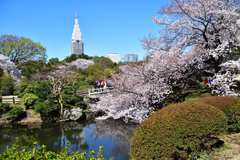 桜4