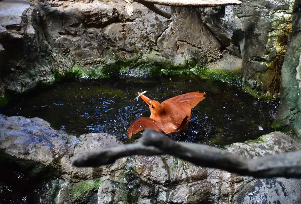 アカショビン3
