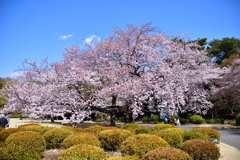 桜1
