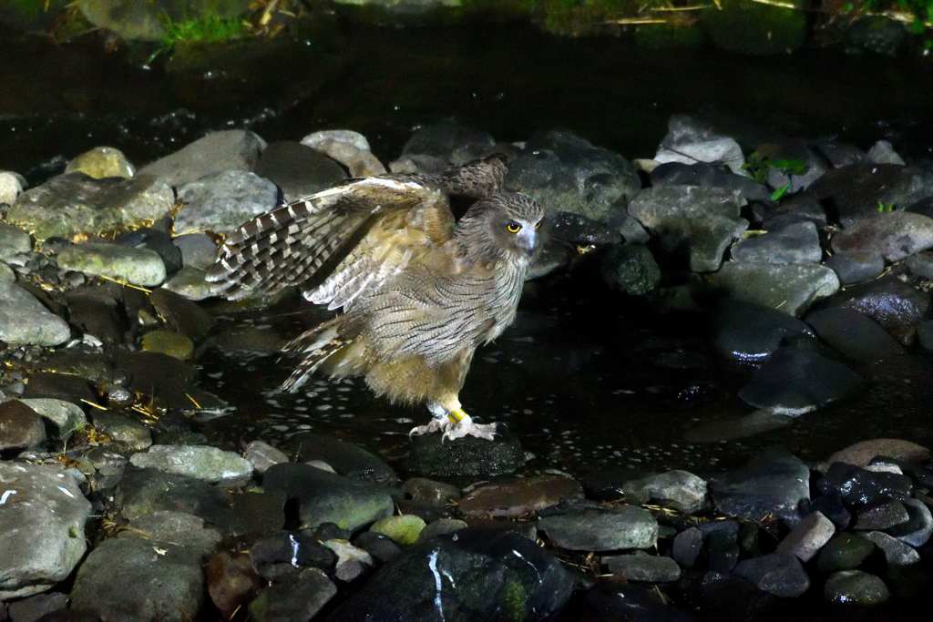 眼光3